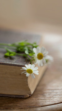 A book and white flowers of chamomile daisy