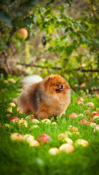 Dog192