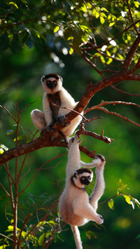 The white elves in the primeval rainforest