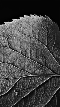 Black and White Photography Art