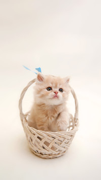 A Small Cat Sitting in the Basket