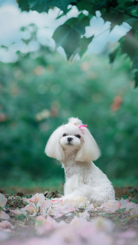 马尔济斯犬饲养攻略