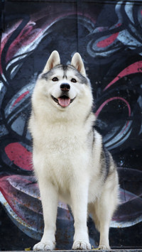 How much exercise does a dog need 54
