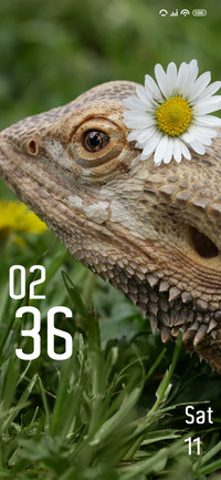 Lizard