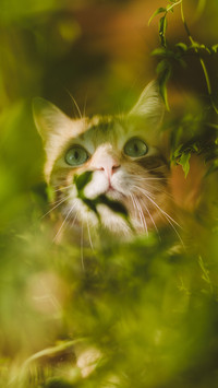 花园里的猫-视觉中国