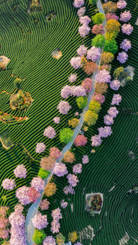 Yongfu Sakura Blossoms in Longyan Fujian 5