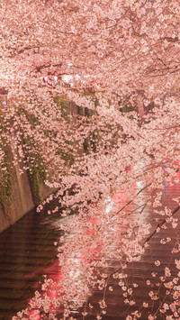 Cherry blossoms in splendor