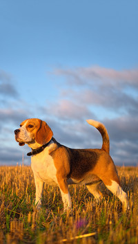Dog Beagle on a walk early in the morning at sunrise