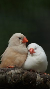 Two spotted breasted sparrows