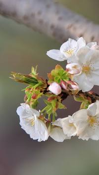 Spring cherry blossoms cover the branches and the breeze