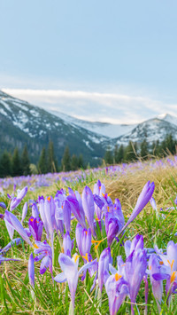 Crocuses in the grass on the mountain meadow