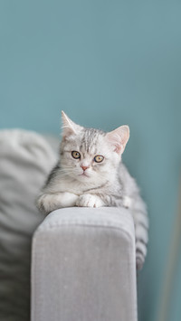 Gray tabby cat lies on the back of the sofa in a cozy home