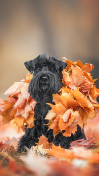 A cute black miniature schnauzer dog with long ears
