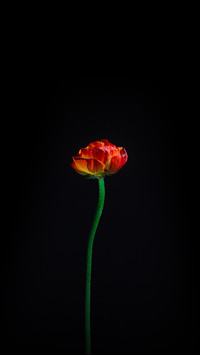 孤芳自赏