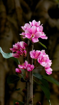 Flowers blooming in the trunk of a tree