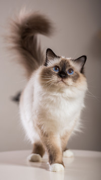 Popular cat breeds 78