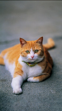 “瘫猫”的日常