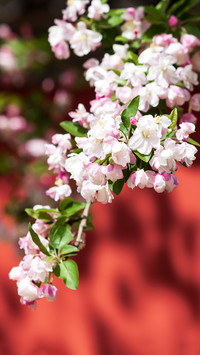 Spring Pink Begonia