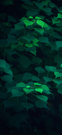 护眼简约绿色植物壁纸-锐景创意