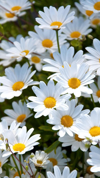 daisy bunch