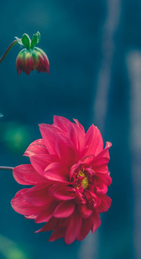 Macro Photography (2)