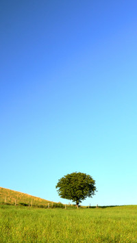 Green grass and blue sky