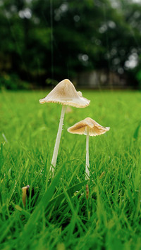 Can wild mushrooms be harvested freely