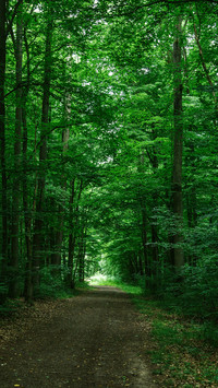 Forest Green Path