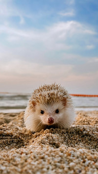 A hedgehog on the beach during a summer vacation