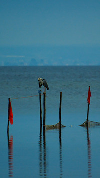 Bird Wallpaper