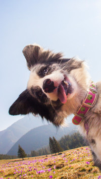 A little dog tilting its head