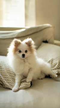 Cute Fluffy White Dog Sitting on Couch with Pillows Indoors