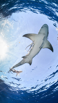 Seven false rumors about sharks