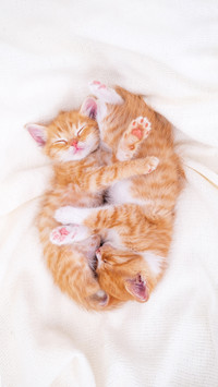 Two Cute Striped Ginger Kittens Sleeping Lying White Blanket