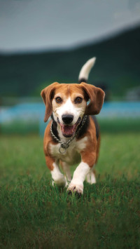 Dogs stick out their tongues only to dissipate heat