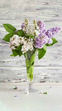Your Favorite Lilac 1
