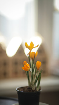 Flowers crocuses on the window