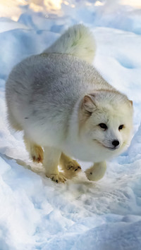 The arctic fox is in winter
