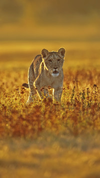 Young Lioness with Sunrise