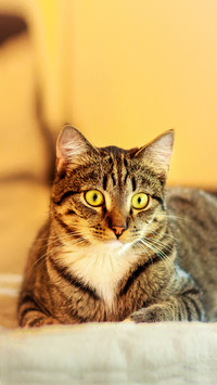 Can cats drink tap water directly