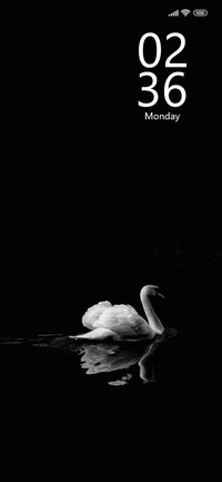 Swan