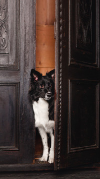 Dog in a black room