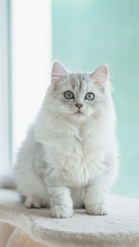 可爱的猫咪-锐景创意