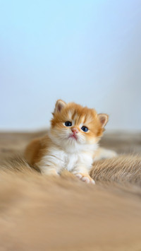 猫咪聪明的特征