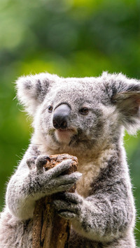 A koala holding a tree stump