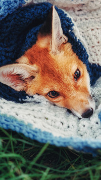 International-fox