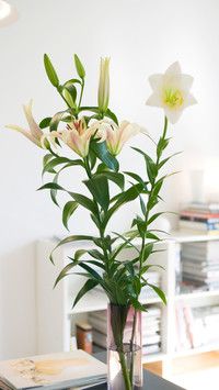 百合花芳香四溢