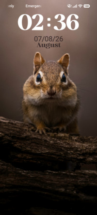 Cute Squirrel