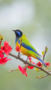 Orangebellied leaves 鹎 flowerbird