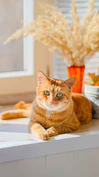 Red cat on the window